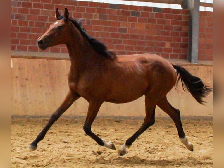 Oldenburg Mare 1 year in Dorsten