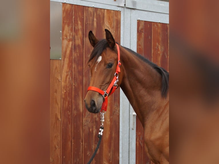 Oldenburg Mare 1 year in Dorsten