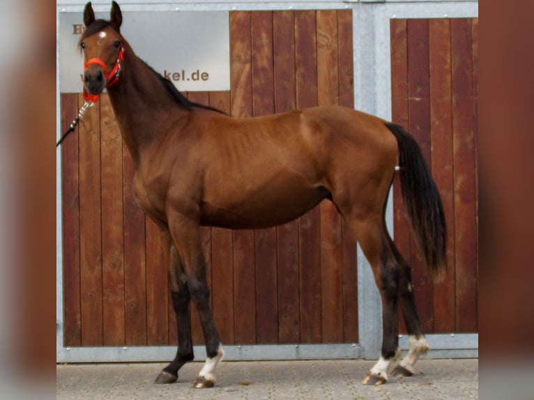 Oldenburg Mare 1 year in Dorsten
