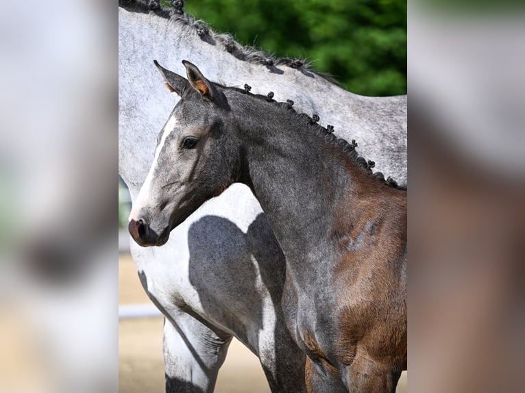 Oldenburg Mare 1 year in Lahntal