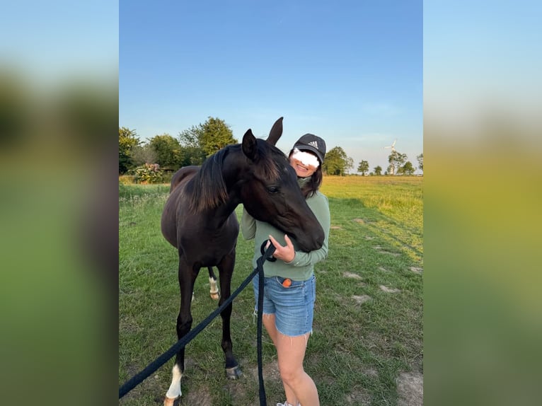 Oldenburg Mare 1 year Smoky-Black in Berne