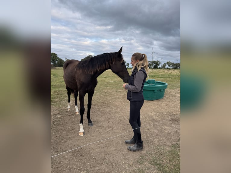 Oldenburg Mare 1 year Smoky-Black in Berne