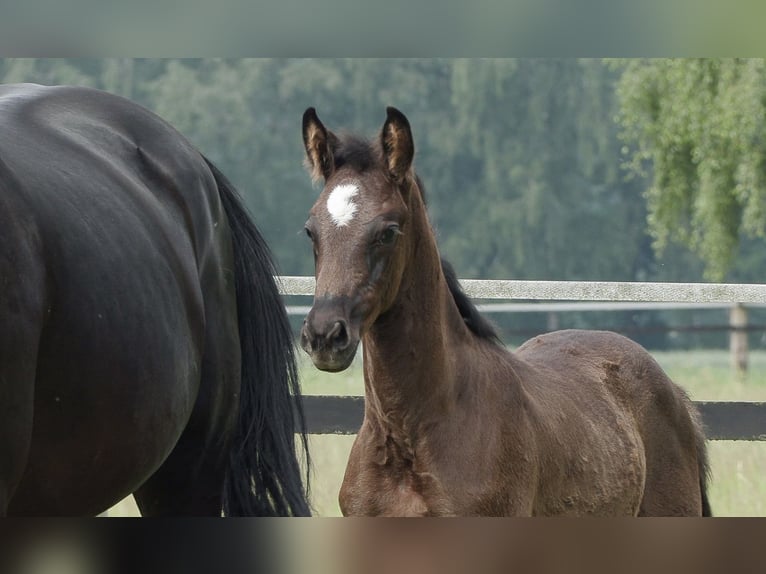 Oldenburg Mare 1 year Smoky-Black in Werlte