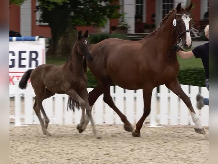 Oldenburg Mare 1 year Smoky-Black in Travenhorst