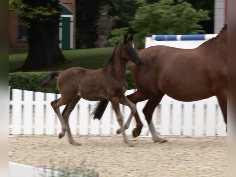 Oldenburg Mare 1 year Smoky-Black in Travenhorst