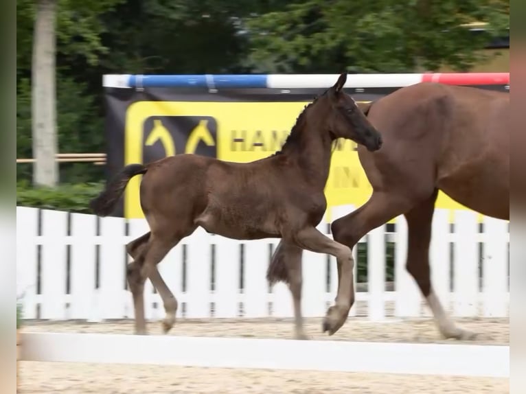 Oldenburg Mare 1 year Smoky-Black in Travenhorst