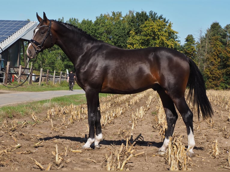 Oldenburg Mare 20 years 16.1 hh Black in Bramsche