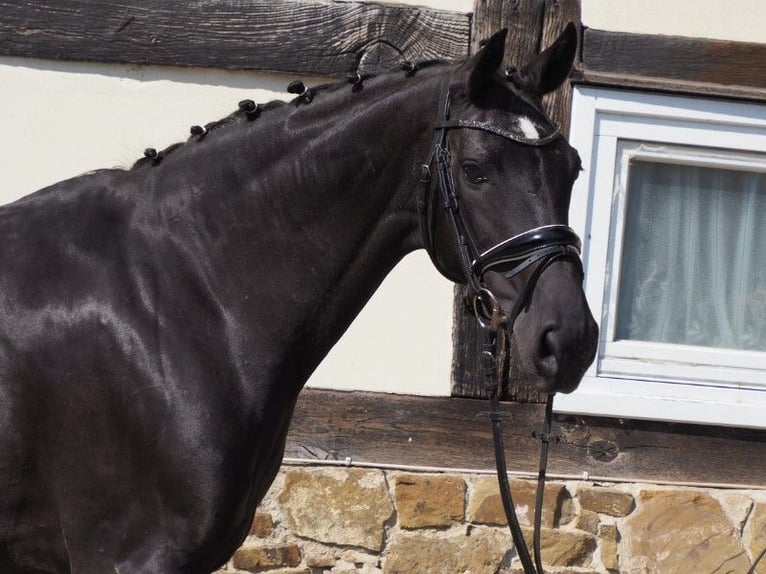 Oldenburg Mare 20 years 16.1 hh Black in Bramsche