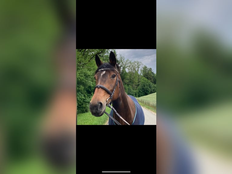 Oldenburg Mare 20 years 16,1 hh Brown in Oberrickenbach