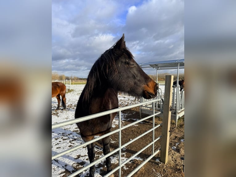 Oldenburg Mare 20 years 16 hh Black in Zoutleeuw