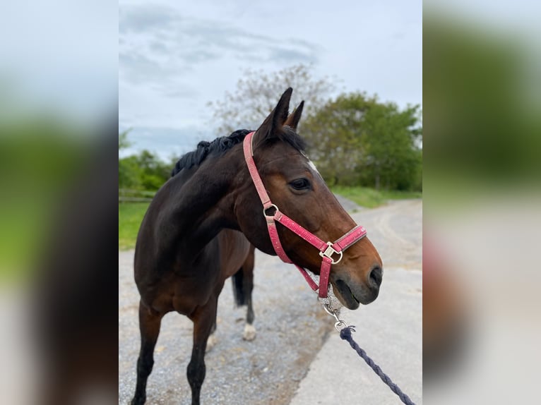 Oldenburg Mare 20 years 16 hh Brown in Pforzheim