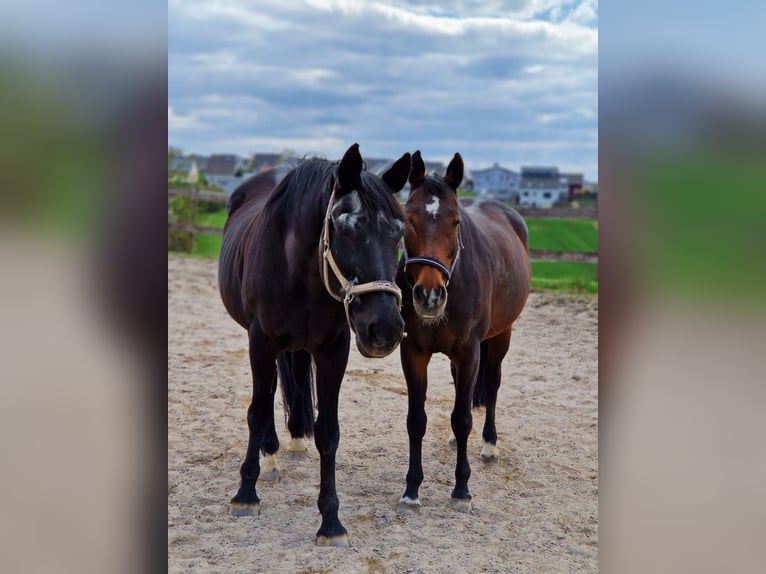 Oldenburg Mare 20 years 16 hh Brown in Pforzheim