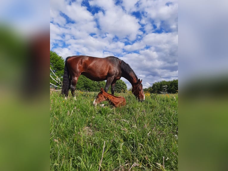 Oldenburg Mare 20 years 16 hh Brown in Satrup