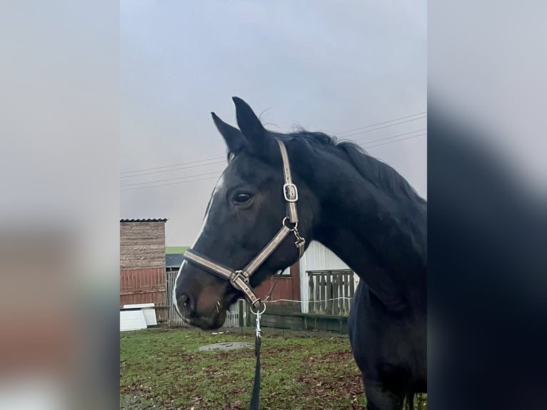 Oldenburg Mare 20 years 16 hh Smoky-Black in Warnow