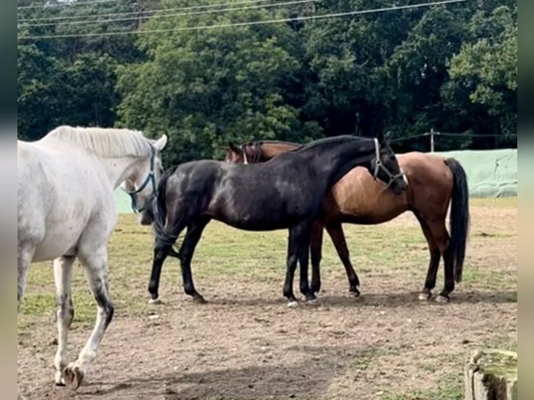 Oldenburg Mare 20 years 16 hh Smoky-Black in Warnow