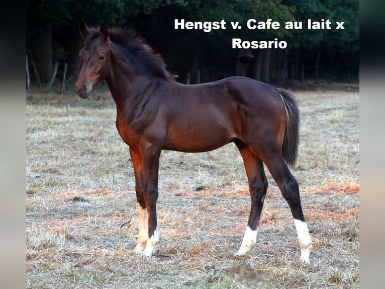 Oldenburg Mare 20 years 16,1 hh Black in Bramsche