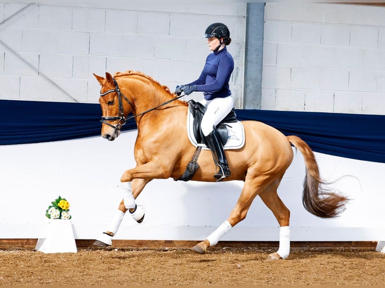 Oldenburg Mare 20 years 16,1 hh Black in Bramsche