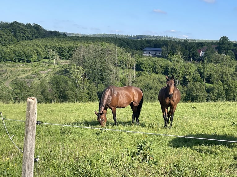 Oldenburg Mare 20 years 16,1 hh Brown in Meinerzhagen