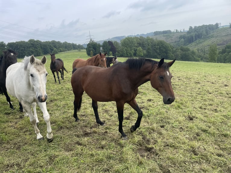 Oldenburg Mare 20 years 16,1 hh Brown in Meinerzhagen