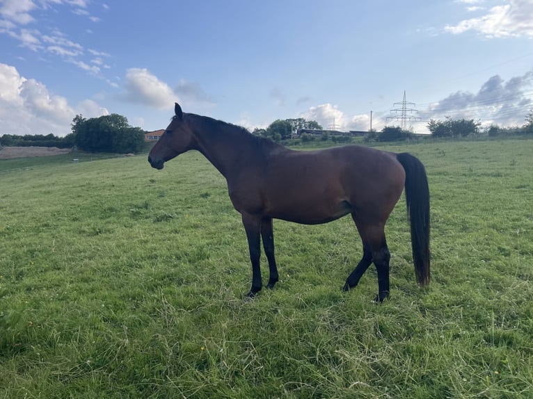 Oldenburg Mare 20 years 16,1 hh Brown in Meinerzhagen