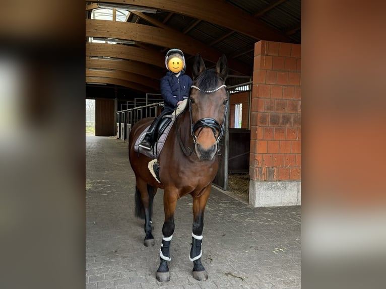Oldenburg Mare 20 years 16,1 hh Brown in Hörstel