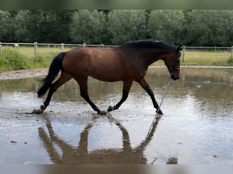 Oldenburg Mare 20 years 16,1 hh Brown in Hörstel