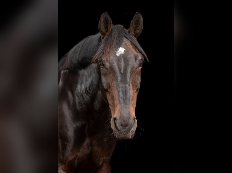 Oldenburg Mare 20 years 16,1 hh Smoky-Black in Hamburg