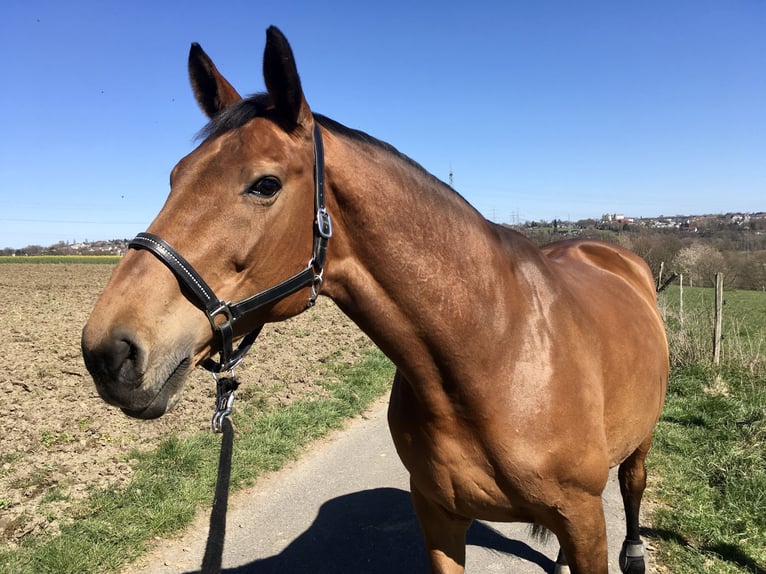 Oldenburg Mare 20 years 16,3 hh Brown in Quendorf