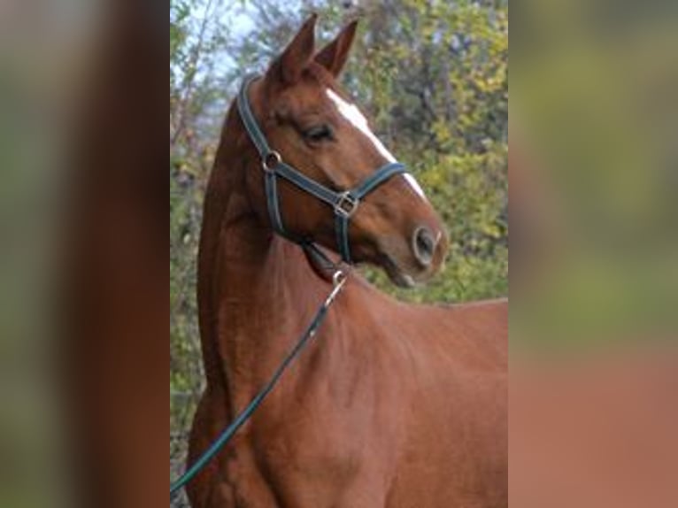 Oldenburg Mare 20 years 17 hh Chestnut in Ruse