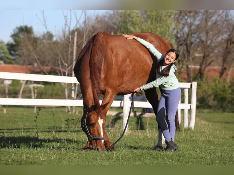 Oldenburg Mare 20 years 17 hh Chestnut in Ruse