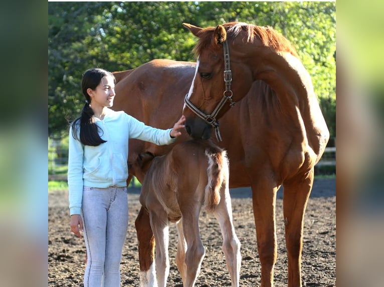 Oldenburg Mare 20 years 17 hh Chestnut in Ruse