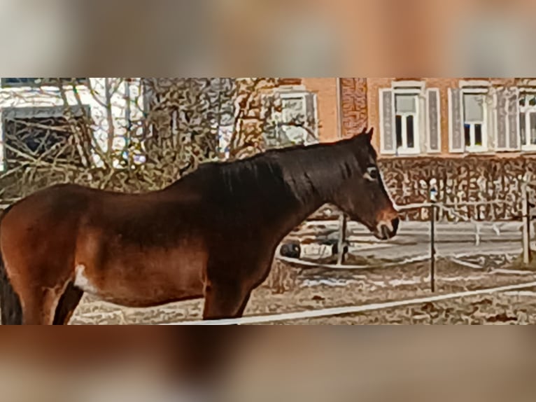 Oldenburg Mare 20 years 17,1 hh Brown in Bad Schussenried