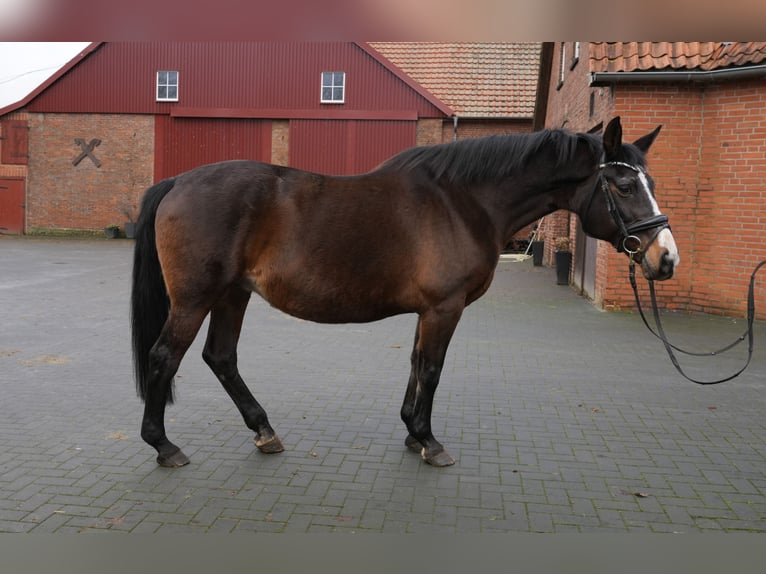 Oldenburg Mare 21 years 16,2 hh Brown in Twistringen