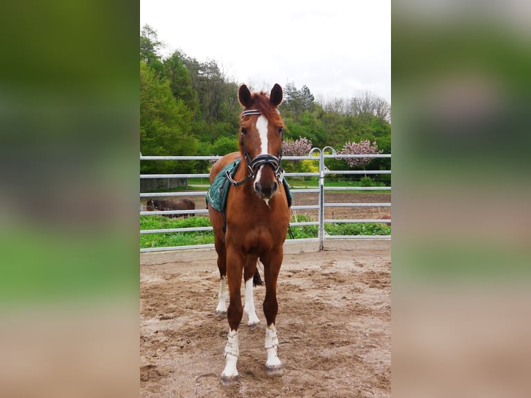 Oldenburg Mare 21 years 16 hh Chestnut-Red in Hetschburg