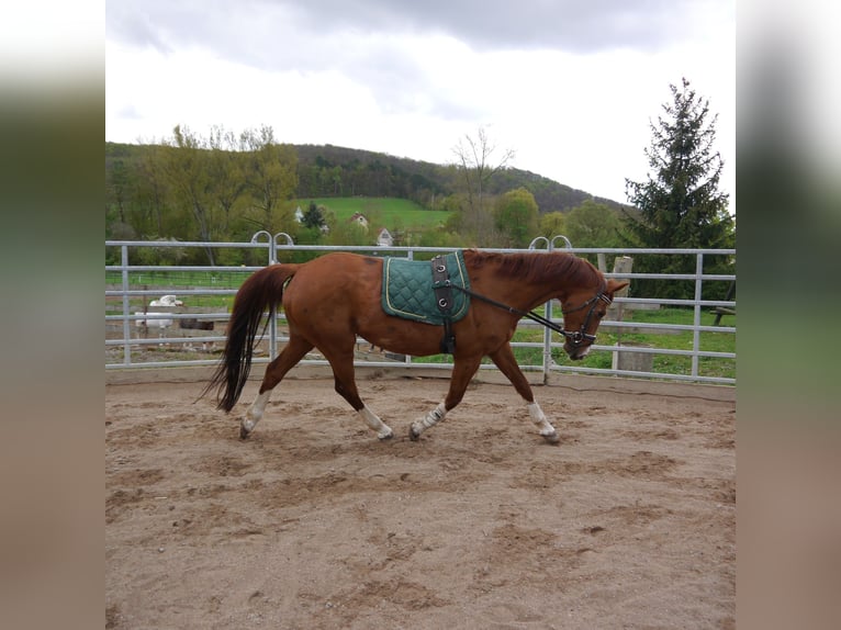 Oldenburg Mare 21 years 16 hh Chestnut-Red in Hetschburg