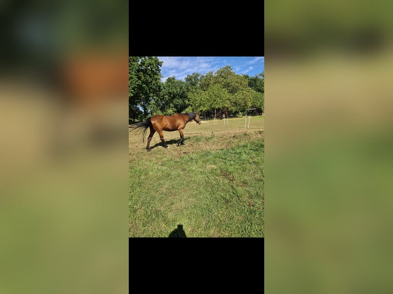 Oldenburg Mare 21 years 16,1 hh Brown in Osterburg