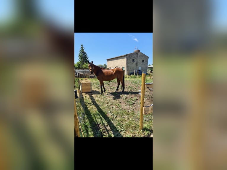 Oldenburg Mare 21 years 16,1 hh Brown in Osterburg