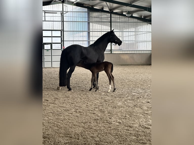Oldenburg Mare 21 years 16,2 hh Black in Neustadt am Rübenberge