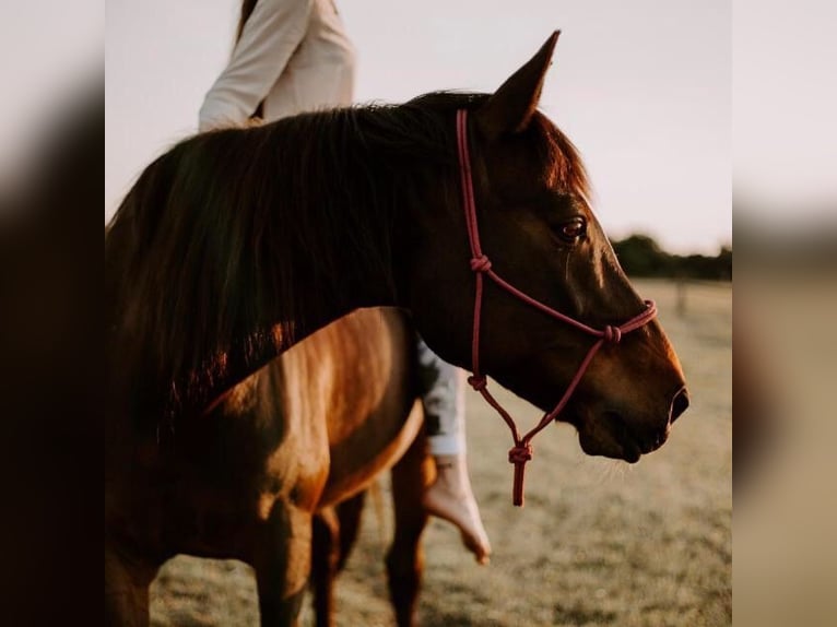 Oldenburg Mare 22 years 15.3 hh Bay-Dark in Syke