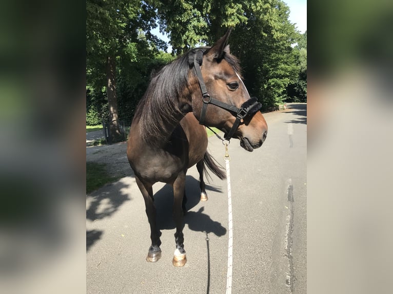 Oldenburg Mare 22 years 15.3 hh Bay-Dark in Syke