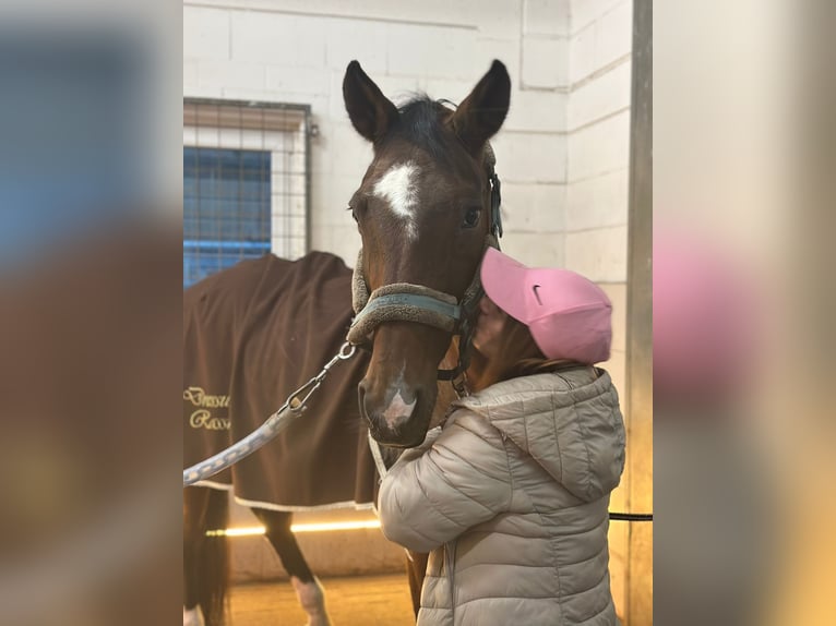 Oldenburg Mare 22 years 16 hh Chestnut in Beilstein