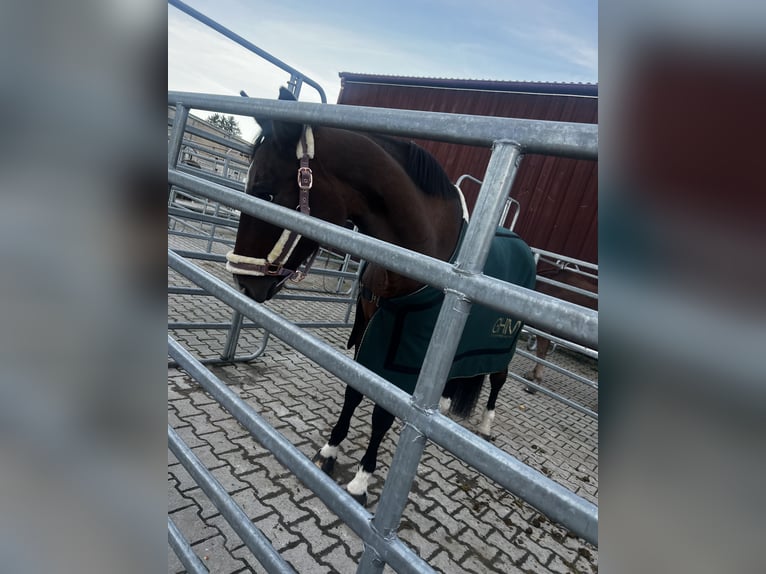 Oldenburg Mare 22 years 16 hh Chestnut in Beilstein