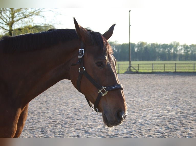 Oldenburg Mare 22 years 16,2 hh Brown in Gütersloh