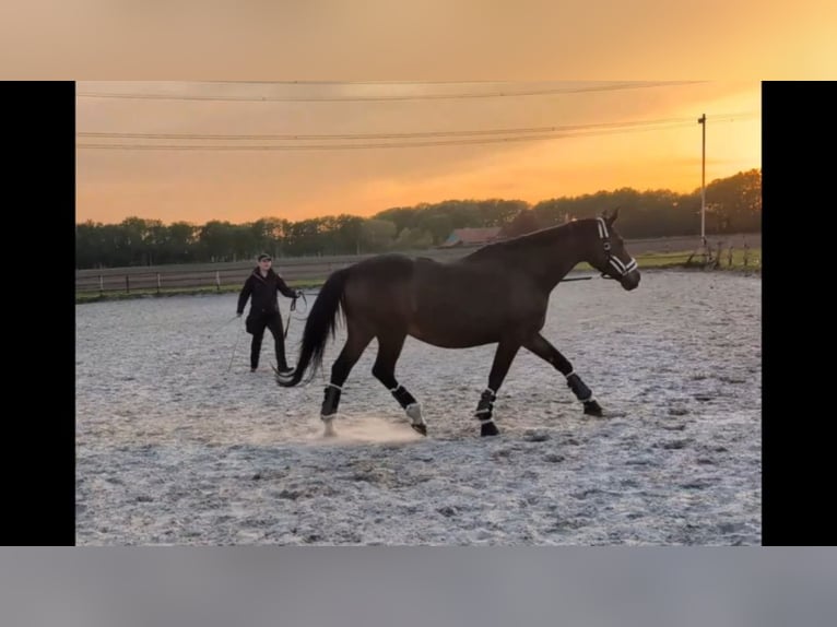 Oldenburg Mare 22 years 16,2 hh Brown in Gütersloh