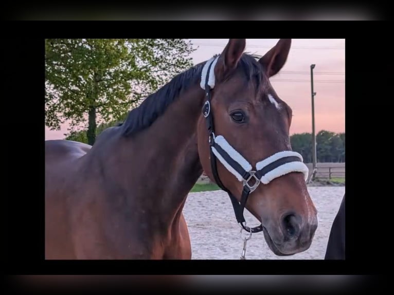 Oldenburg Mare 22 years 16,2 hh Brown in Gütersloh
