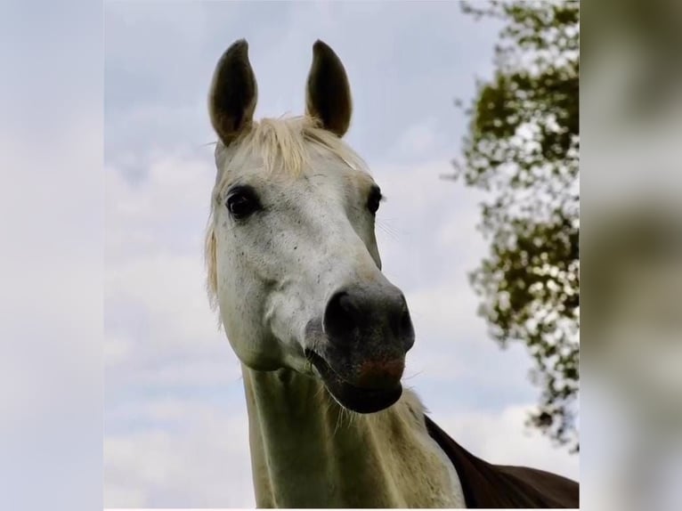Oldenburg Mare 23 years 16,1 hh Grey in Warmsen