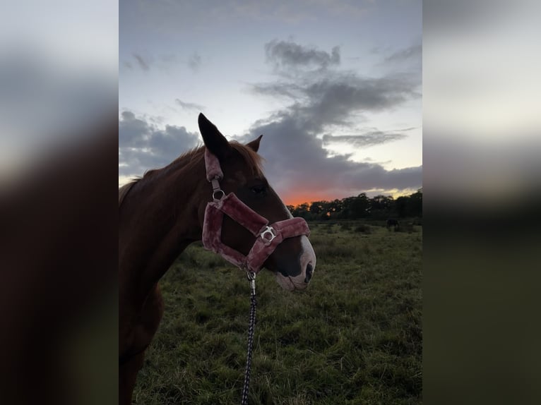 Oldenburg Mare 24 years 15,2 hh Chestnut-Red in Hemdingen