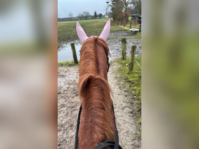 Oldenburg Mare 24 years 15,2 hh Chestnut-Red in Hemdingen