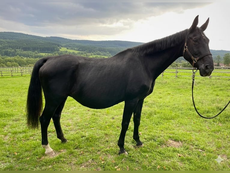 Oldenburg Mare 24 years 16,2 hh Black in Bad Neustadt an der Saale