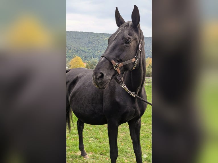 Oldenburg Mare 24 years 16,2 hh Black in Bad Neustadt an der Saale